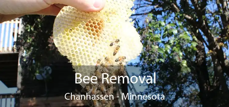 Bee Removal Chanhassen - Minnesota