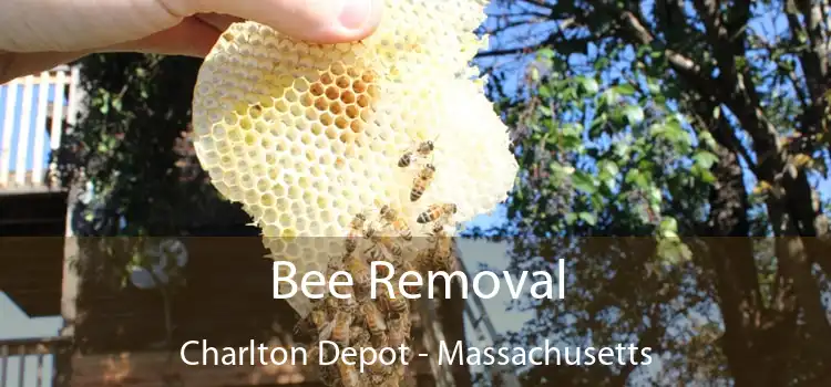 Bee Removal Charlton Depot - Massachusetts