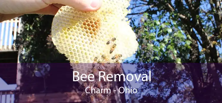 Bee Removal Charm - Ohio
