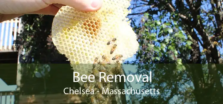 Bee Removal Chelsea - Massachusetts
