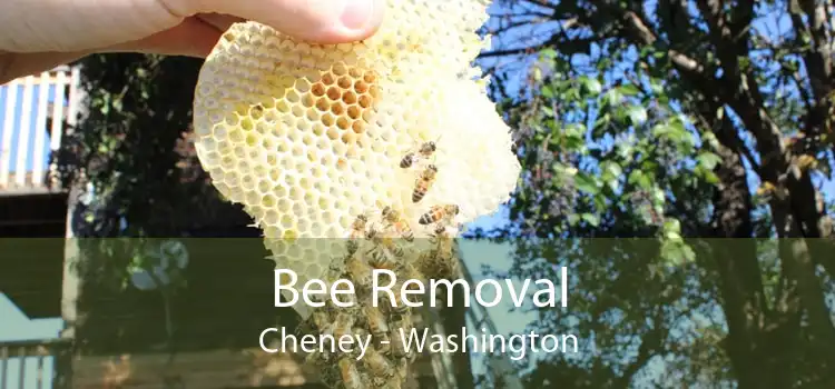 Bee Removal Cheney - Washington