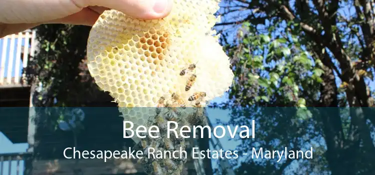 Bee Removal Chesapeake Ranch Estates - Maryland