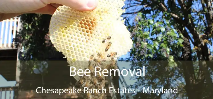 Bee Removal Chesapeake Ranch Estates - Maryland