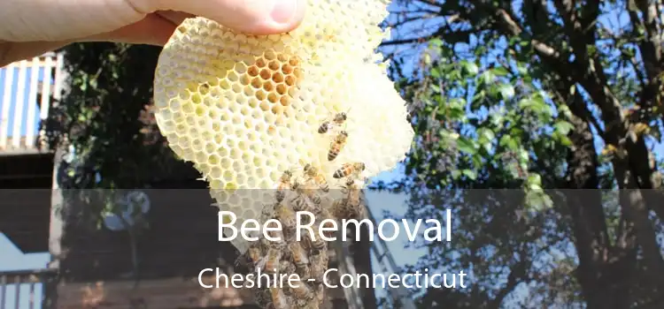 Bee Removal Cheshire - Connecticut