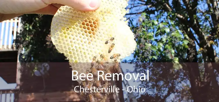 Bee Removal Chesterville - Ohio