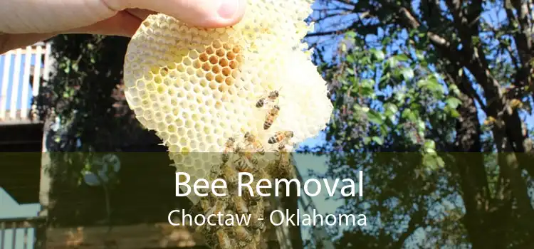 Bee Removal Choctaw - Oklahoma