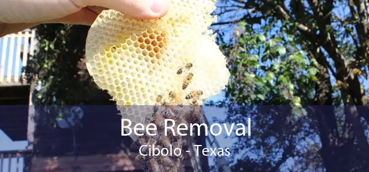 Bee Removal Cibolo - Texas