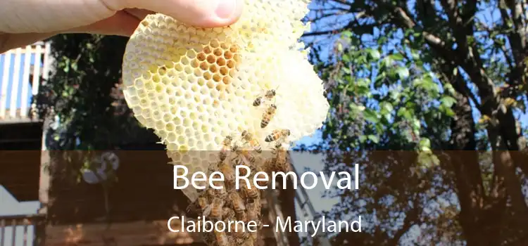 Bee Removal Claiborne - Maryland