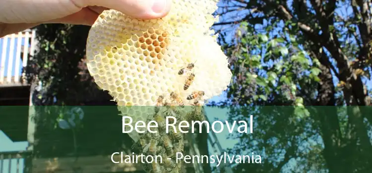 Bee Removal Clairton - Pennsylvania