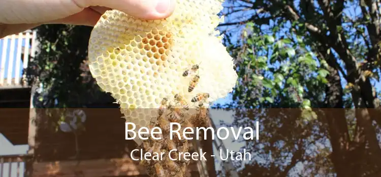 Bee Removal Clear Creek - Utah