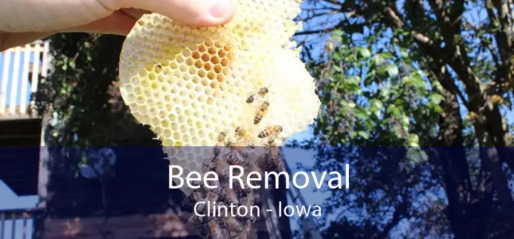 Bee Removal Clinton - Iowa