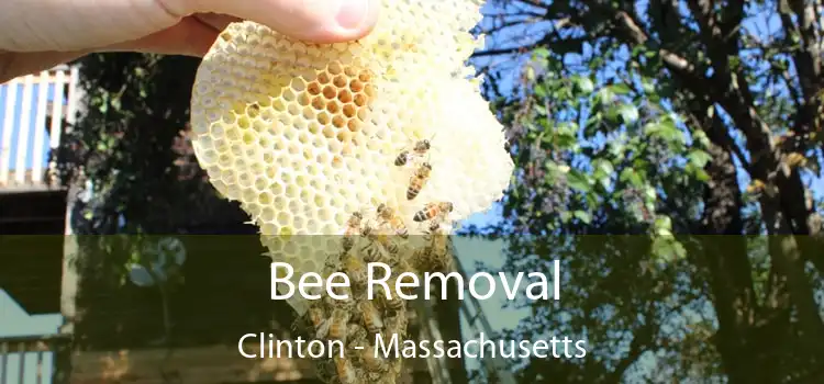 Bee Removal Clinton - Massachusetts