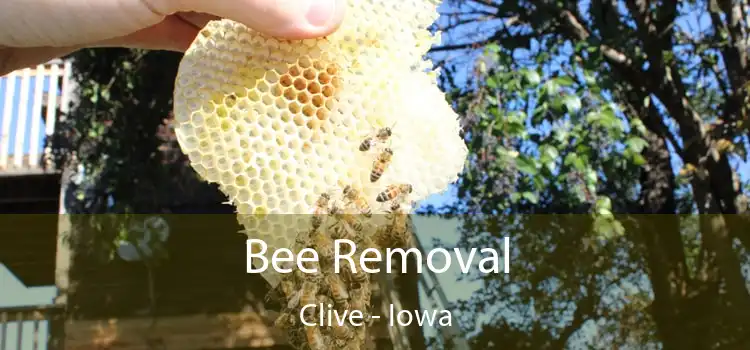 Bee Removal Clive - Iowa