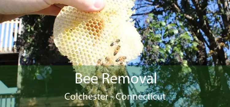 Bee Removal Colchester - Connecticut