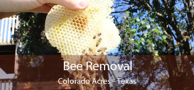 Bee Removal Colorado Acres - Texas