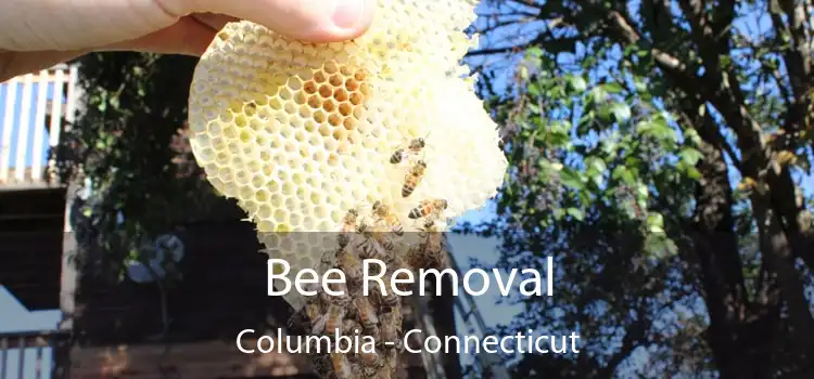 Bee Removal Columbia - Connecticut