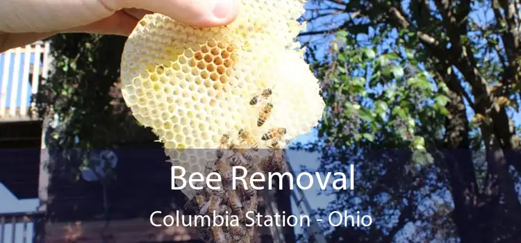 Bee Removal Columbia Station - Ohio