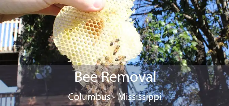 Bee Removal Columbus - Mississippi