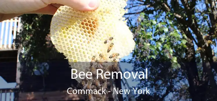 Bee Removal Commack - New York