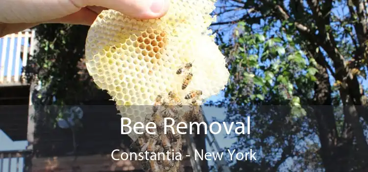 Bee Removal Constantia - New York