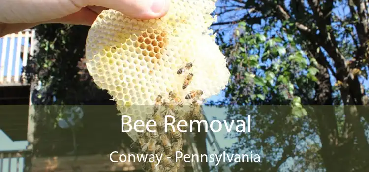 Bee Removal Conway - Pennsylvania