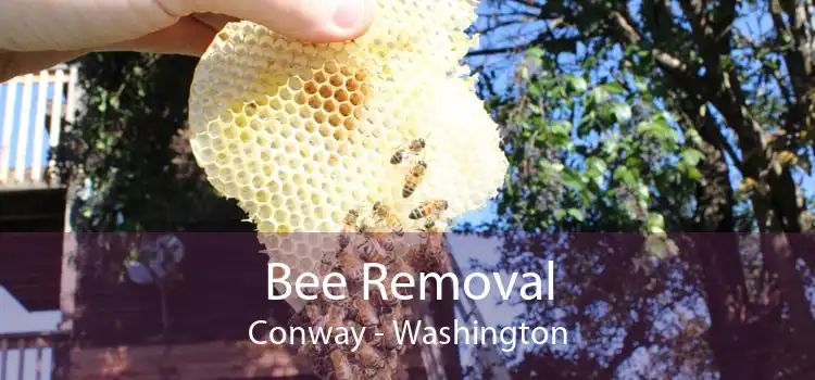 Bee Removal Conway - Washington