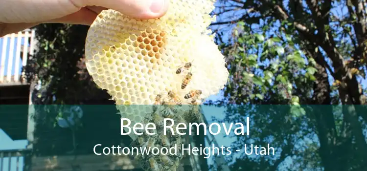 Bee Removal Cottonwood Heights - Utah