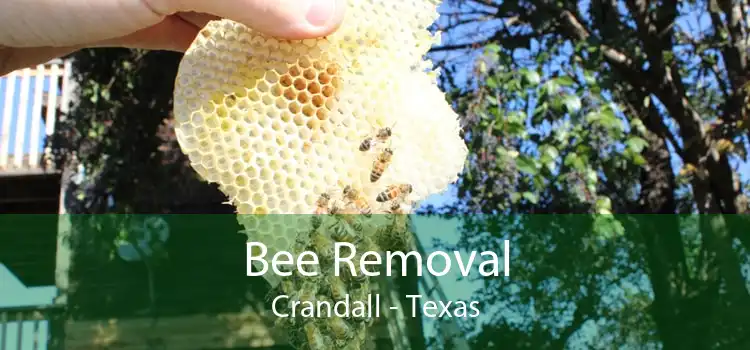 Bee Removal Crandall - Texas