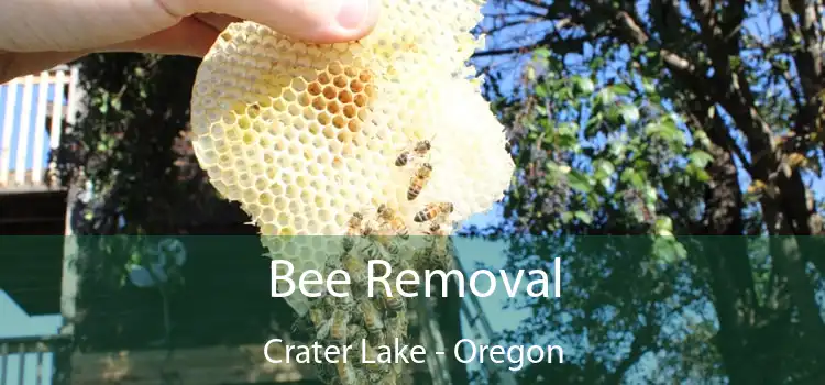 Bee Removal Crater Lake - Oregon