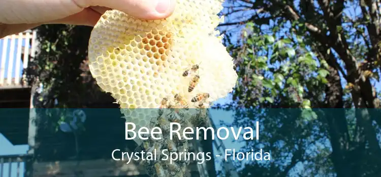 Bee Removal Crystal Springs - Florida