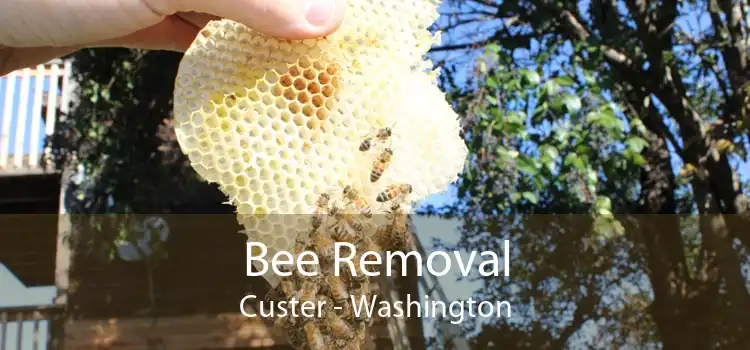 Bee Removal Custer - Washington