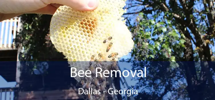 Bee Removal Dallas - Georgia