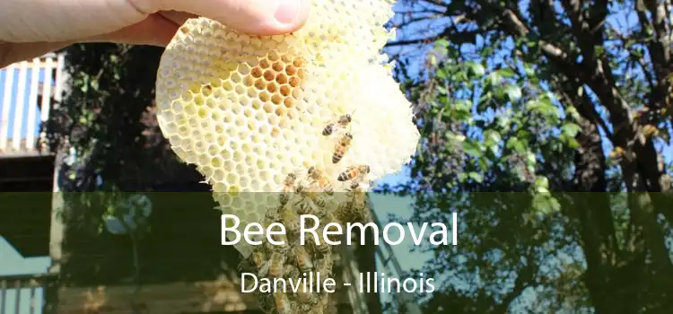 Bee Removal Danville - Illinois