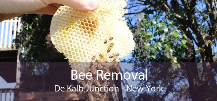 Bee Removal De Kalb Junction - New York