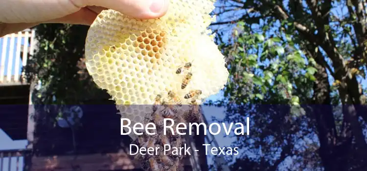Bee Removal Deer Park - Texas