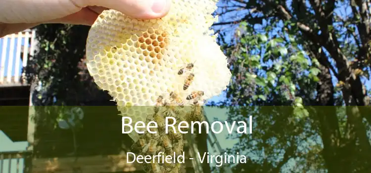 Bee Removal Deerfield - Virginia