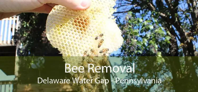 Bee Removal Delaware Water Gap - Pennsylvania