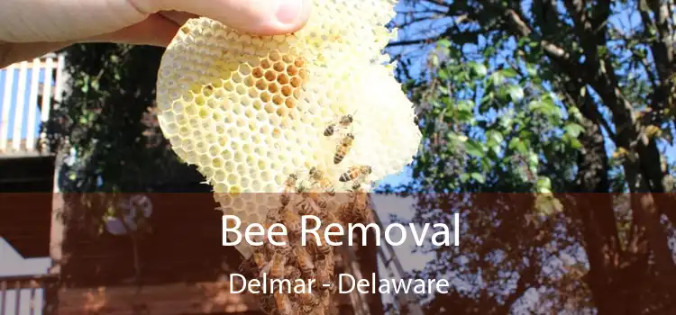 Bee Removal Delmar - Delaware