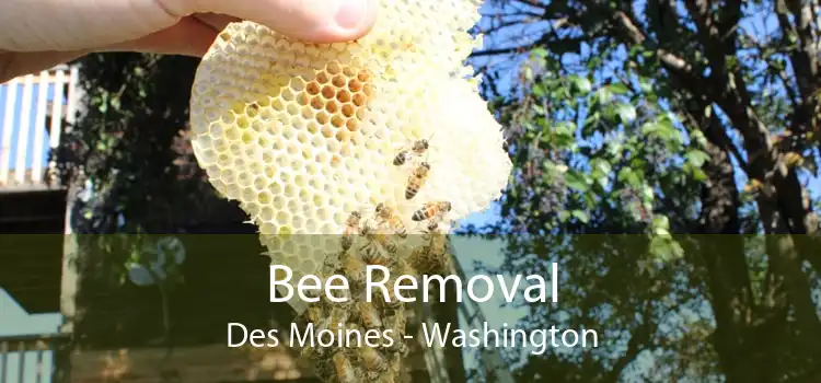 Bee Removal Des Moines - Washington