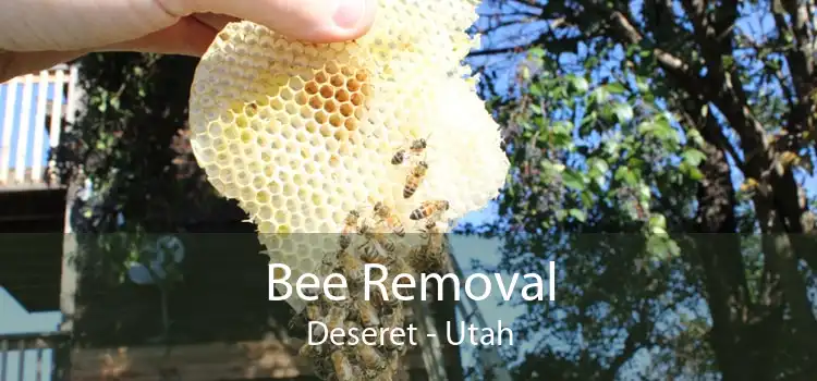 Bee Removal Deseret - Utah