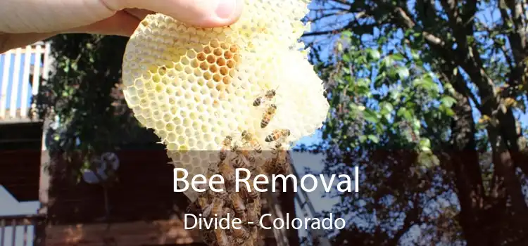 Bee Removal Divide - Colorado