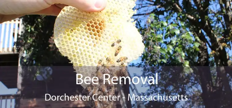 Bee Removal Dorchester Center - Massachusetts