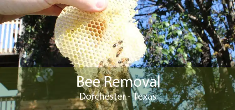 Bee Removal Dorchester - Texas