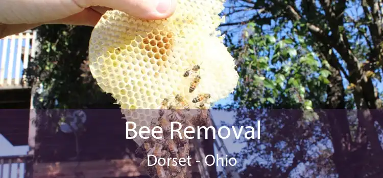 Bee Removal Dorset - Ohio