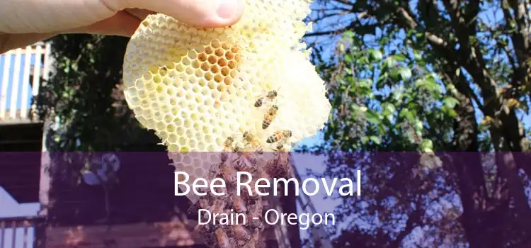 Bee Removal Drain - Oregon