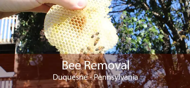 Bee Removal Duquesne - Pennsylvania