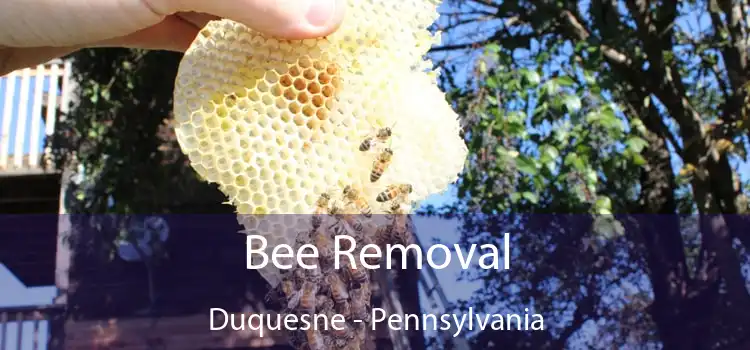 Bee Removal Duquesne - Pennsylvania