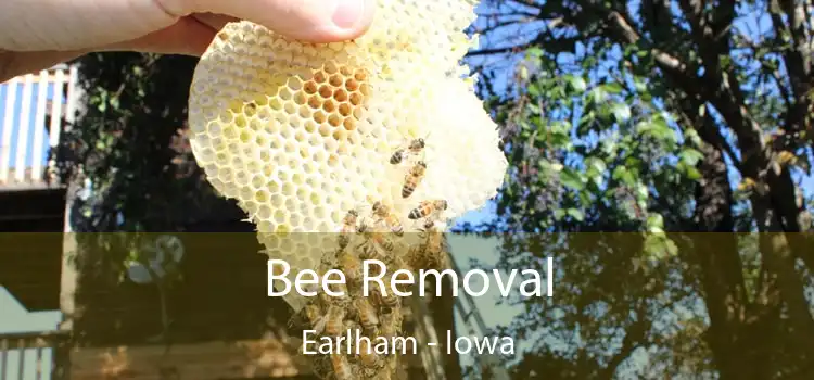 Bee Removal Earlham - Iowa