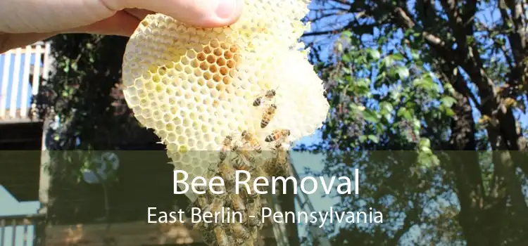 Bee Removal East Berlin - Pennsylvania