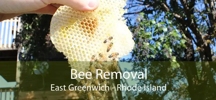 Bee Removal East Greenwich - Rhode Island